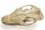 Fossil Hyaenodon Skull - South Dakota #314720-7